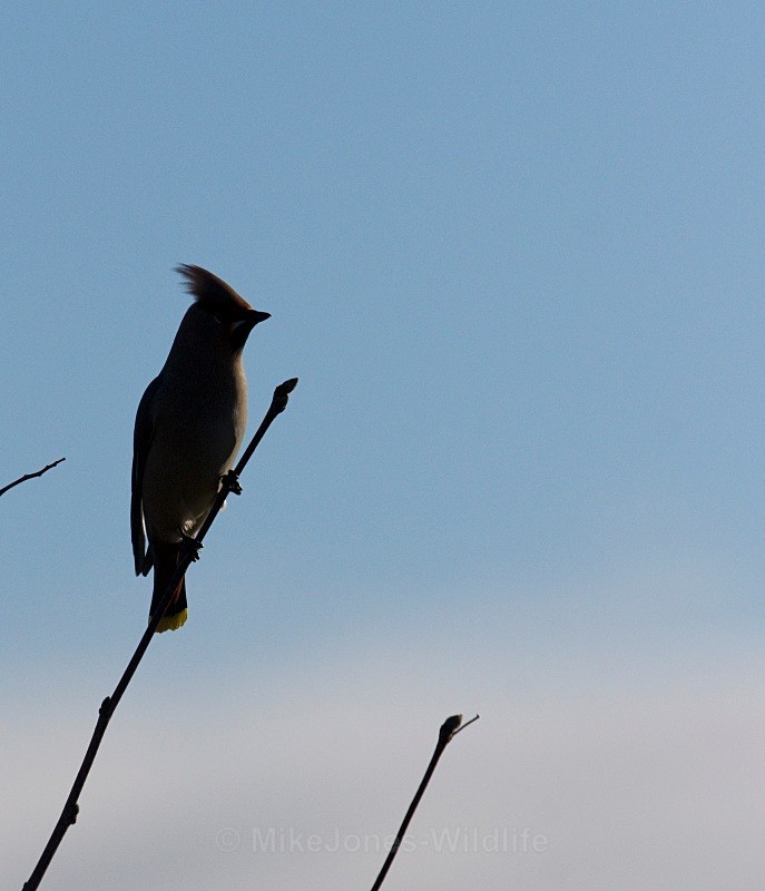 WAXWING KELSALL NOV 10 - THE WAXWING GALLERY