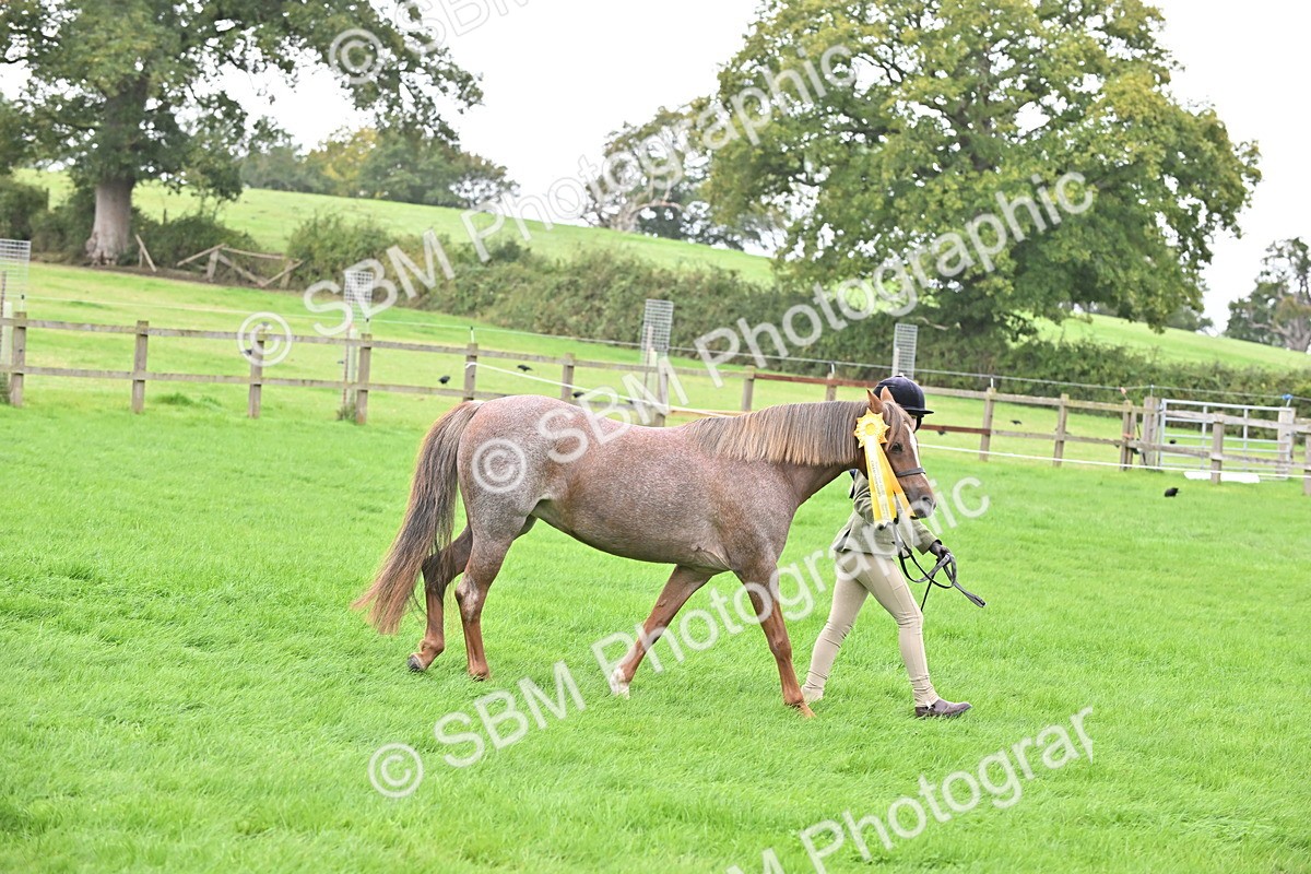 SBM_61113 - S48 - Mountain & Moorland In Hand Small Breeds