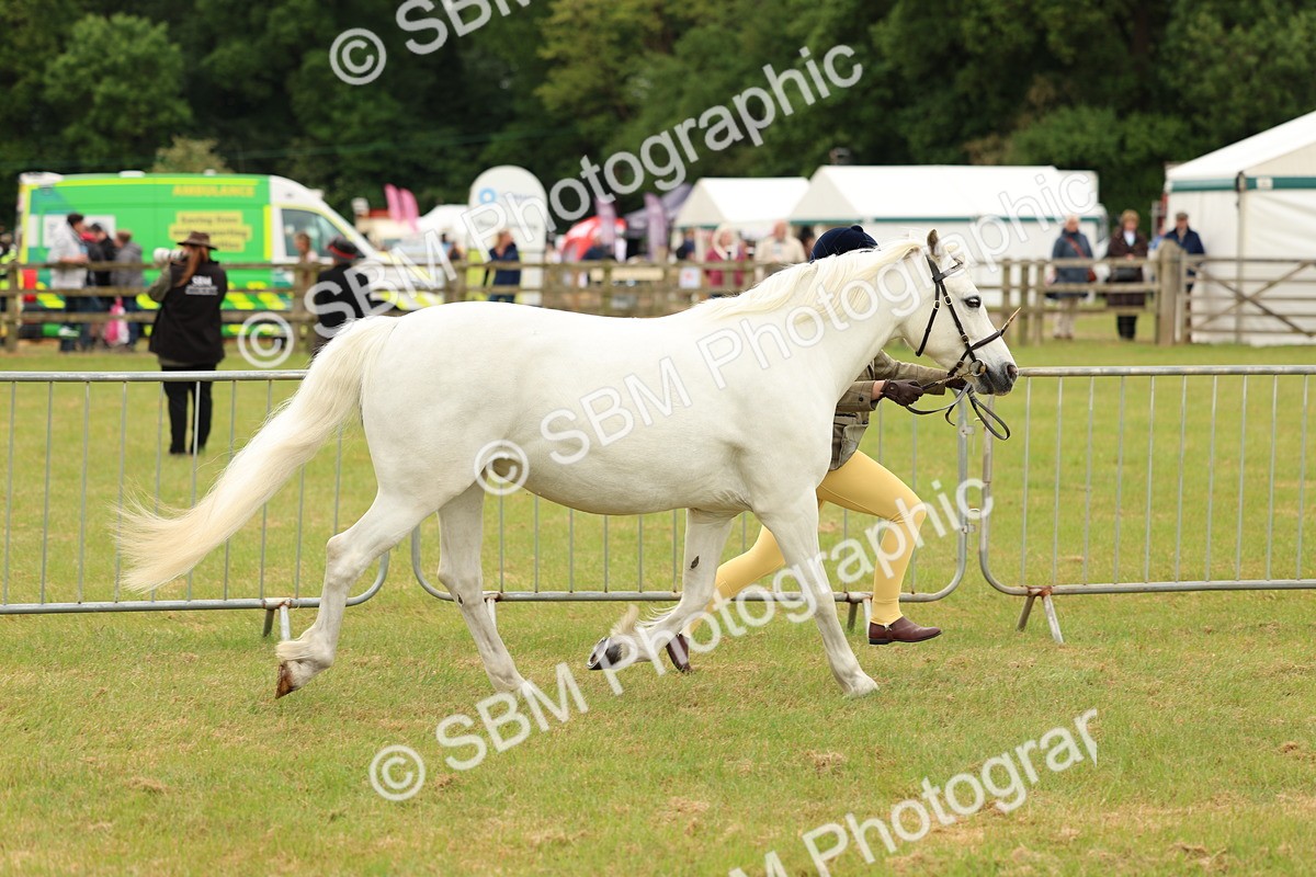 SBM_04173 - Class 64-67 - Shetland Pony In Hand