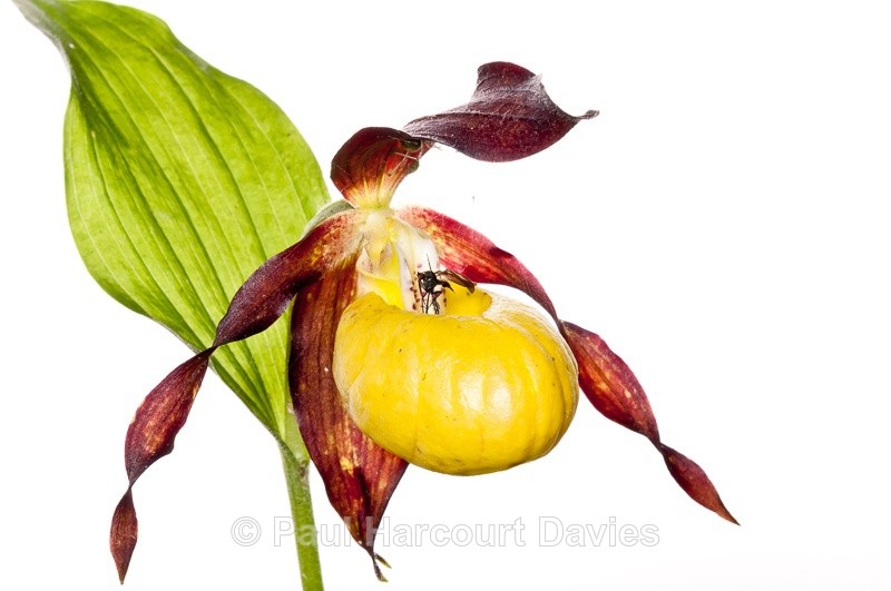  - WB: Orchids - Various