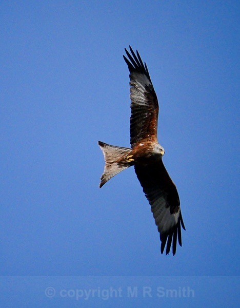 Red Kite - BIRDS & INSECTS