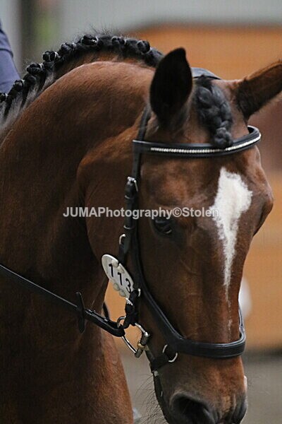 SIAL4759 - CAbin Dressage 5th july 2025