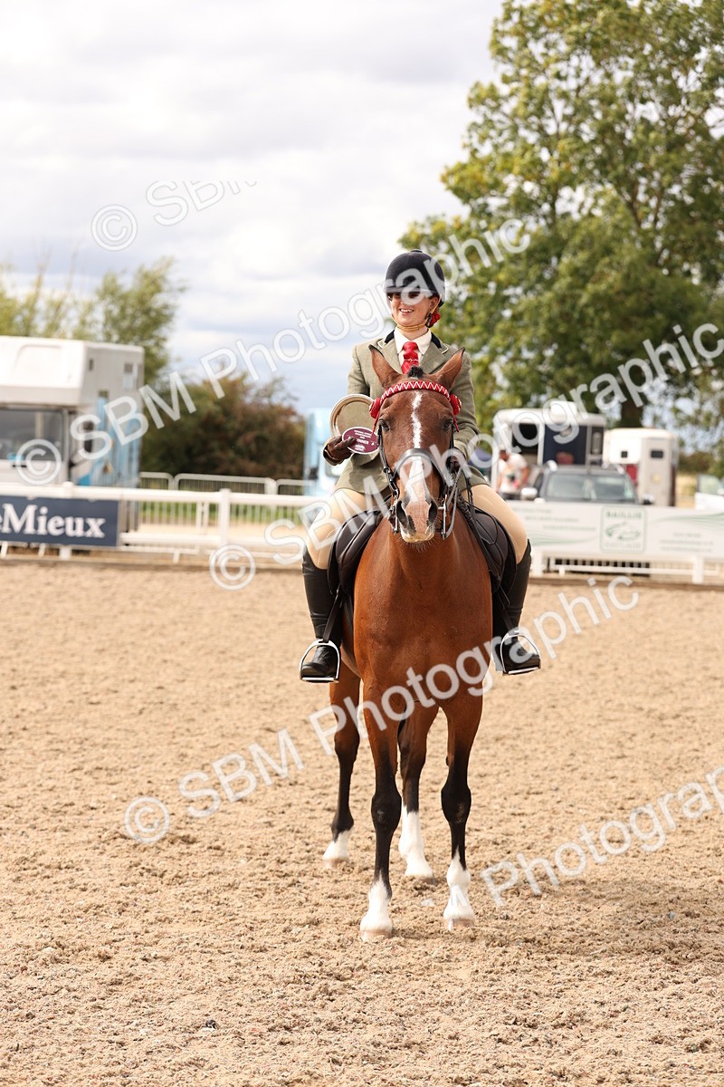 SBM_17376 - Class 214 - Ridden Hack Riding Horse