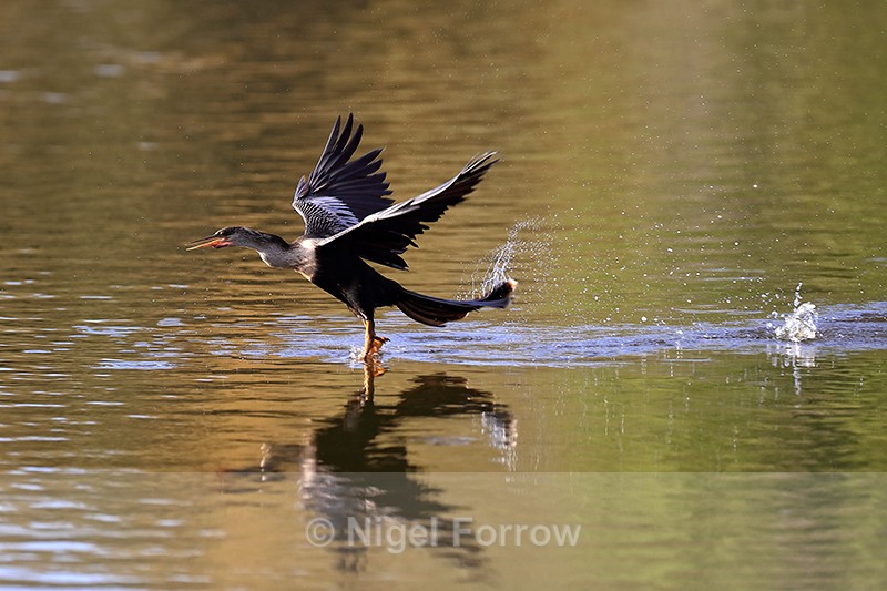 Anhinga landing on water, Venice Rookery, Florida - Anhinga