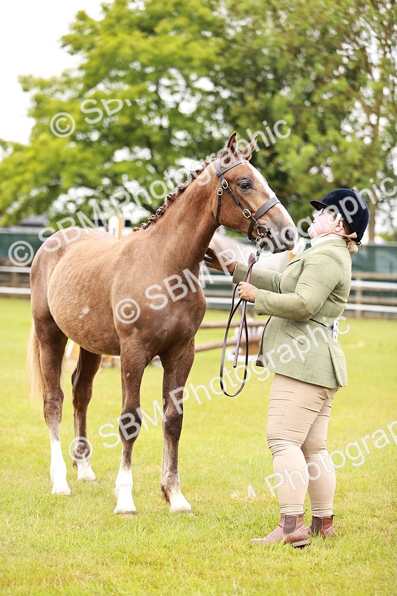 SBM_00682 - Class 26-30 Sport Horse In Hand