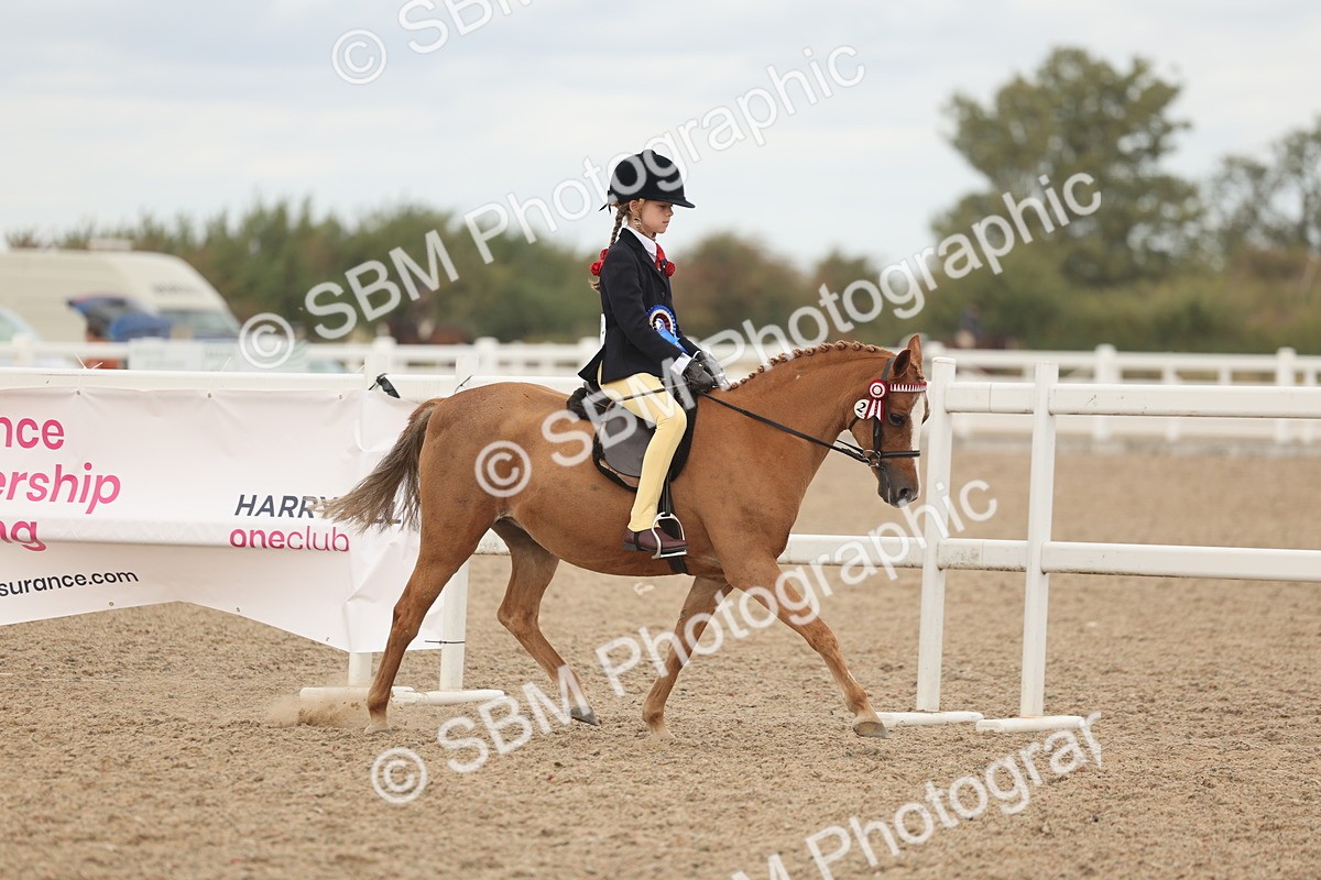 SBM_16087 - Class 311 - Ridden Show pony-Show hunter Pony