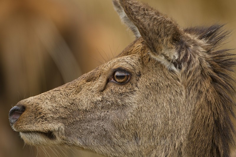 Red Deer, Isle of Mull ref rd 39b - RED DEER