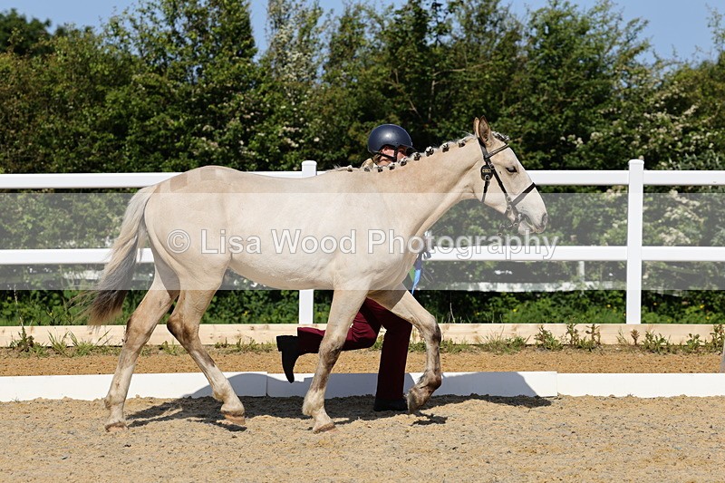 1X9A0833 - Class 4: Youngstock 1, 2, 3 year old to exceed 153cm