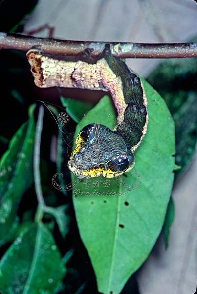 Snake Caterpillar - Amazon, S.A. - ANIMALS
