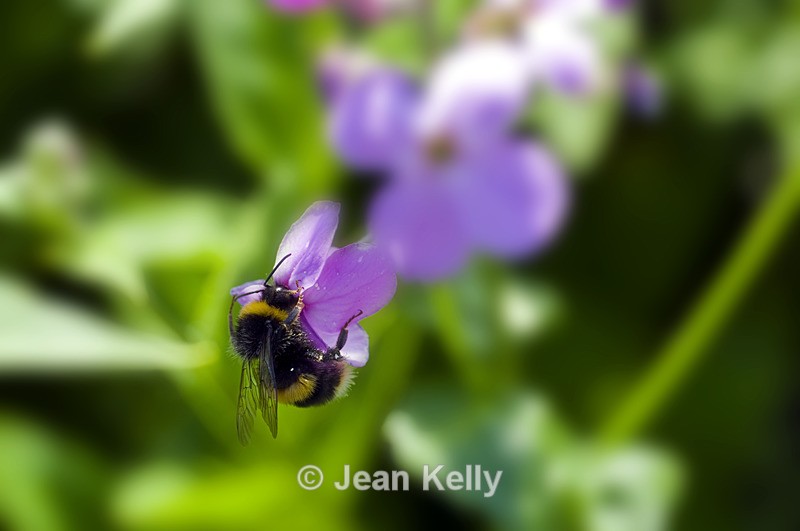 Bee - 3520 - Insects