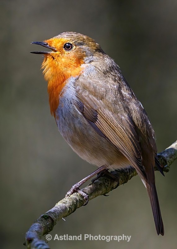 Astland Photography, Bird and Wildlife Images, Susan and Peter Wilson, U.K