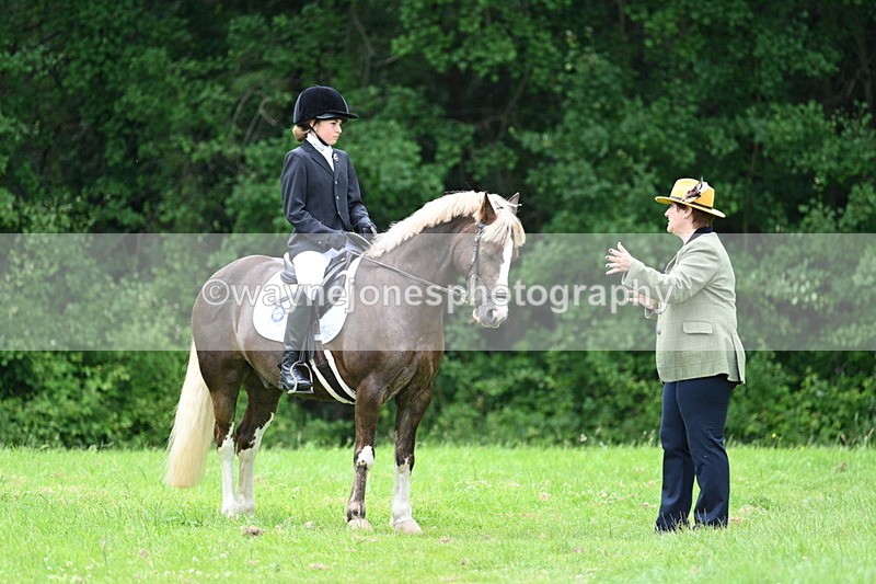 WJ7_4162 - Class 14A Handsome Gelding