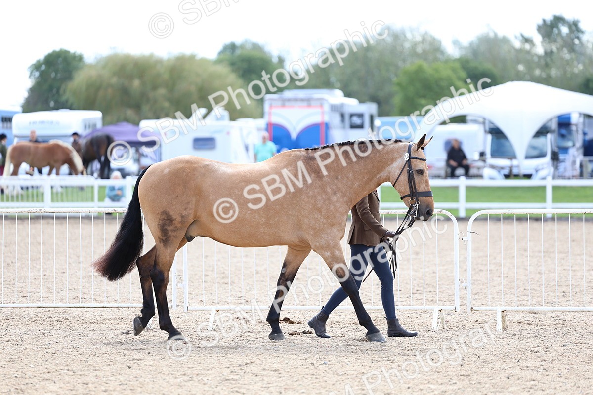 SBM_15311 - Class 312 - IH Competition Horse-Pony