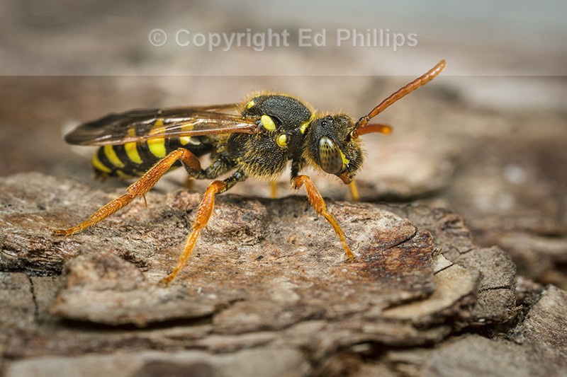 Nomada goodeniana (f)