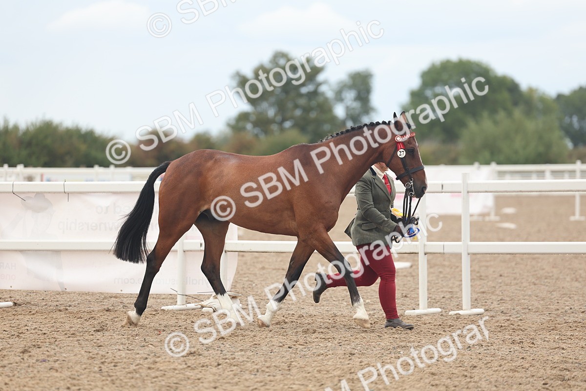 SBM_07960 - Class 28 - IH Veteran Horse