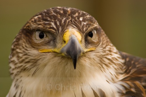 American Harris Hawk - Animals/ Wildlife