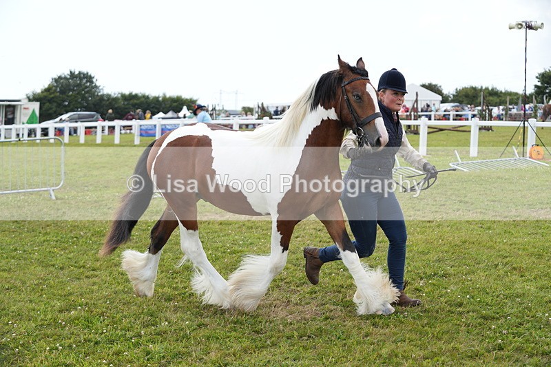 DSC06680 - Class 58: Coloured Pony Youngstock
