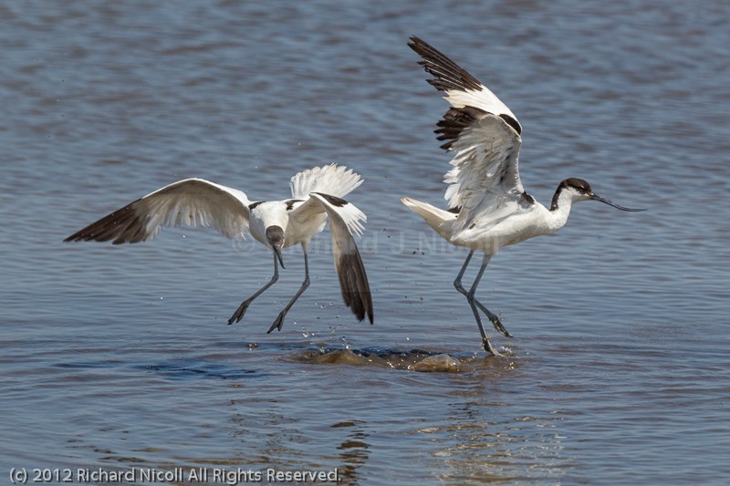 Avocets (Recurvirostra avosetta) fighting - Avocet (Recurvirostra avosetta)