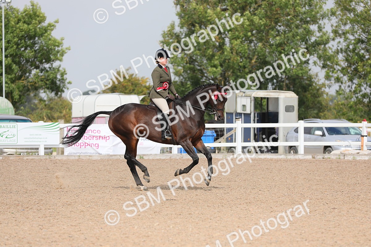 SBM_11503 - Class 305 Ridden Foreign Breeds- Pure Bred