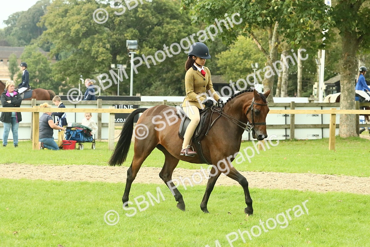 SBM_74093 - S 61 - Show Pony & Show Hunter Pony Ridden