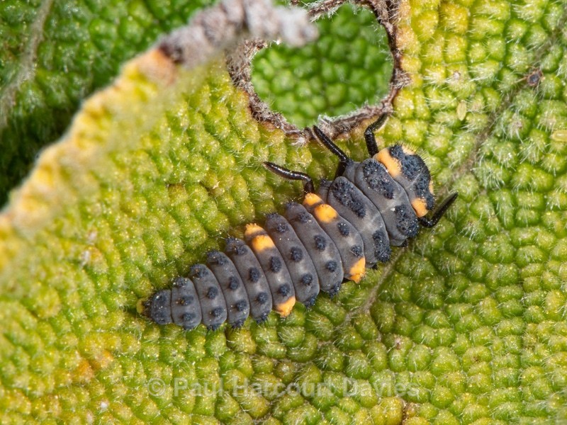Seven spot Ladybird (Coccinella septempunctata also Coccinelle 7-punctata) Larval stage. - Ten Metres from Home 2021