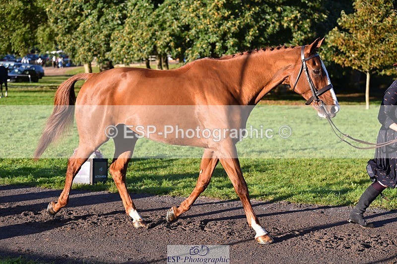 231022-091932-21701 - 663-GROOVY.GUY-Hannah.Watson-TrotUp+SJ