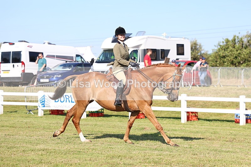 3E7A5340 - Class 2: Rising Star Large Hack/Riding Horse