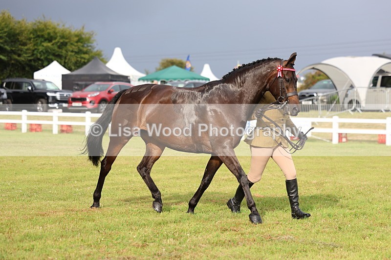 3E7A7915 - Class 1: Rising Star Small Hack/Riding Horses