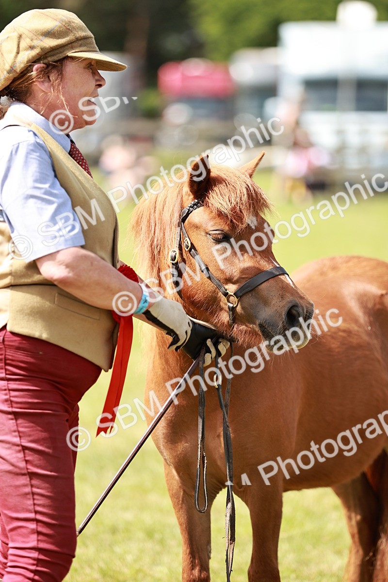 SBM_02465 - Class 14-23 - Mountain & Moorland In Hand Non Welsh
