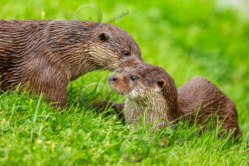 european otter lutra lutra-8157 - UK Wildlife