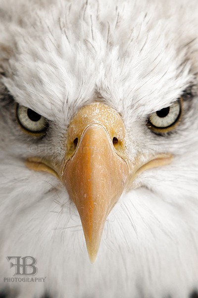 WoW jan-89 - Birds of Prey