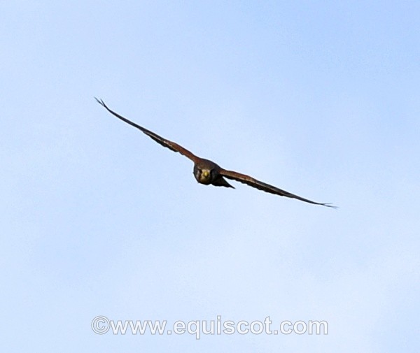  - Wildlife & Landscape