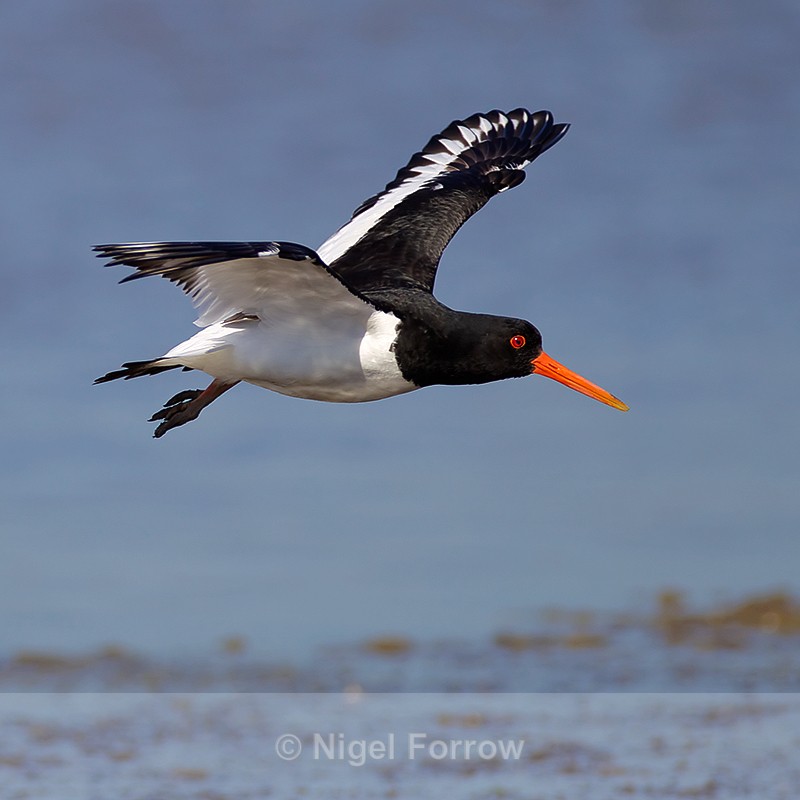 Oystercatcher on landing approach to Brownsea Lagoon - Oystercatcher