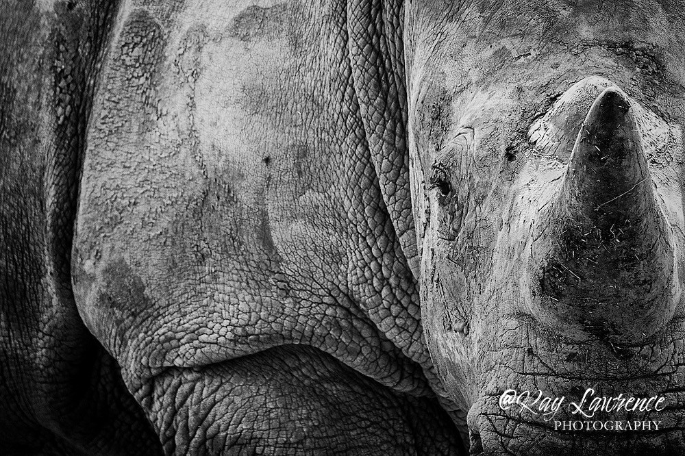 White Rhinoceros -RLP_8326a - Wildlife - Other
