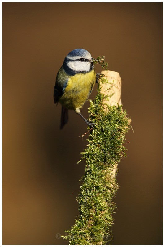 Gathering Moss - British Birds