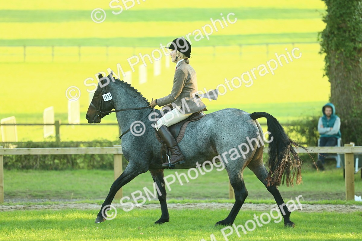 SBM_55628 - S14 - Riding Club Horse