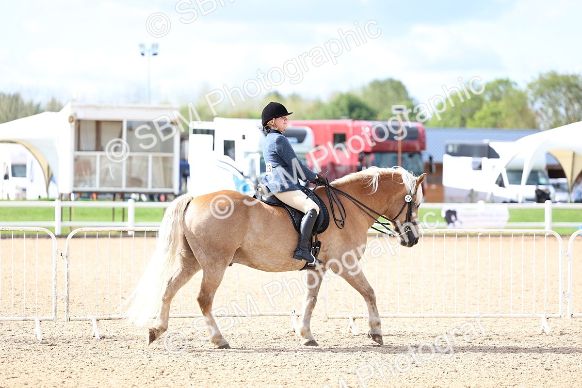 SBM_10739 - Class 305 - Ridden Foreign Breeds - Pure Bred