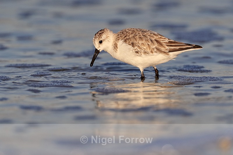 Sanderling in the sea, Fort De Soto, Florida - Sanderling