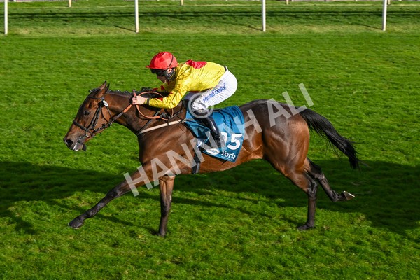 111024-Race 5-Vince LAmour-2018 - Race 5 3.45pm Copper Knight - Winning Most Horse At York Handicap