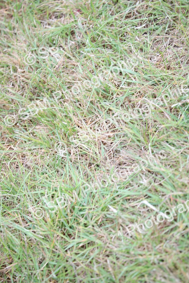 SBM_03544 - Class 23-25 - British Miniature Horse of the Year