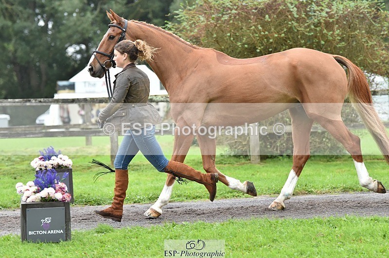 231018-123726-00405 - 049-AUGUSTUS.IMPERIOUS-Ines.Mitchell-TrotUp