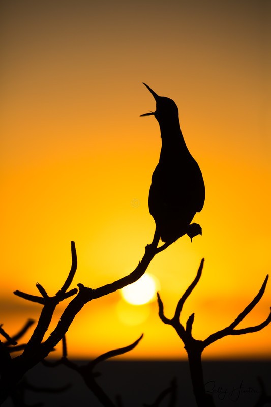 Noddy at Sunset