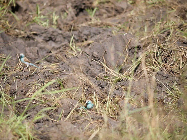 Blue Waxbill South Africa - BIRDS & INSECTS