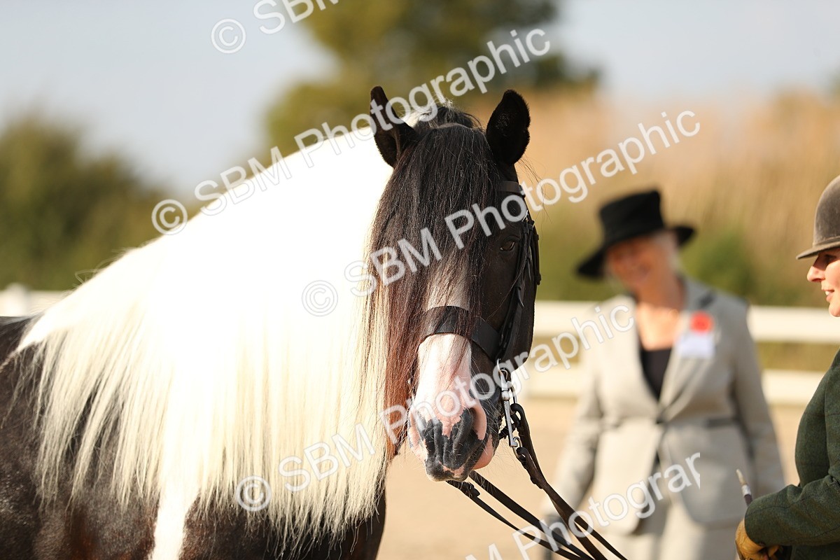 SBM_08582 - Class 28 - IH Veteran Horse