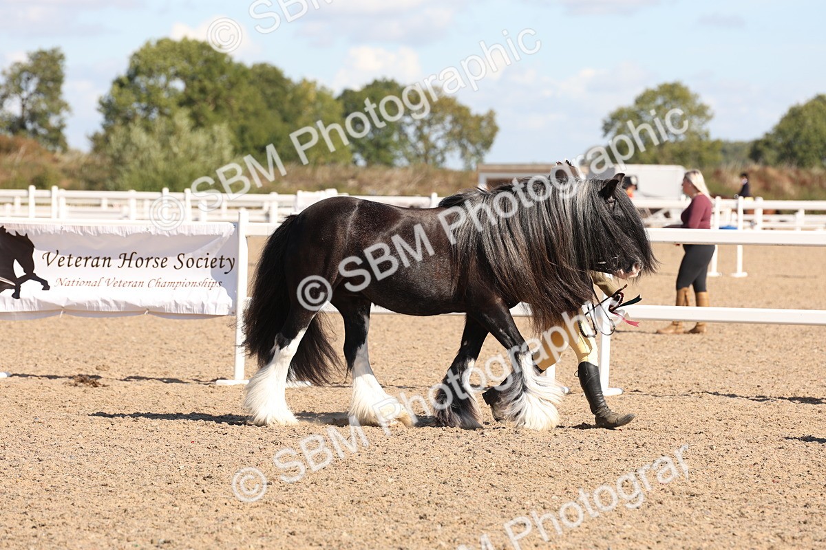 SBM_12979 - Class 206 - IH Non Show Type Pony
