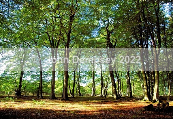 Rossie Trees - Places Around Montrose