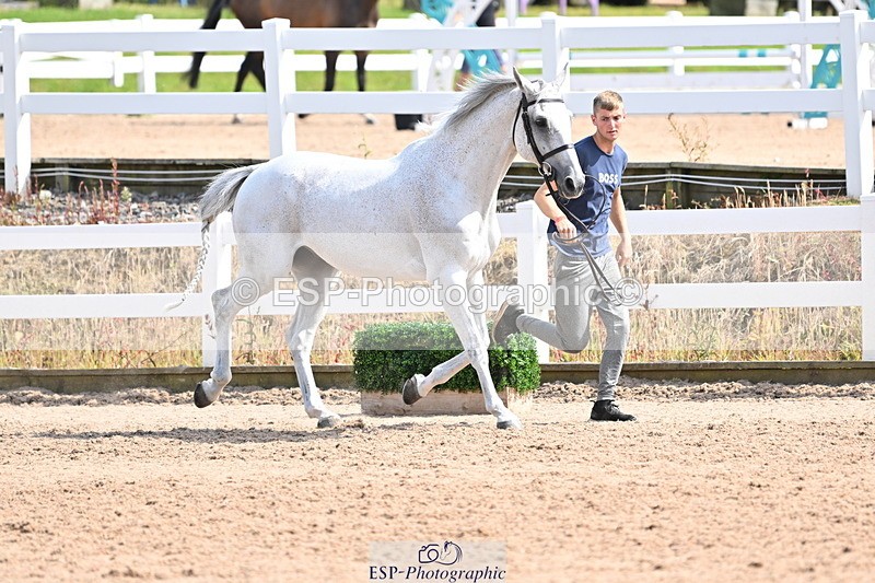 240717A-155108-03106 - Trot Up 3pm to 4pm