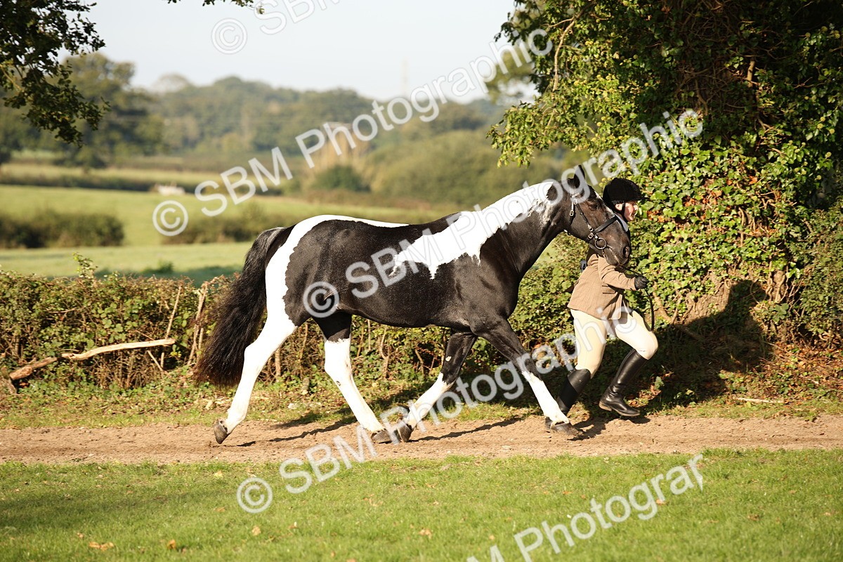SBM_58689 - S51 - Piebald & Skewbald Horse In Hand
