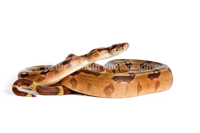 1KJS0173 - Roaming Reptile Show