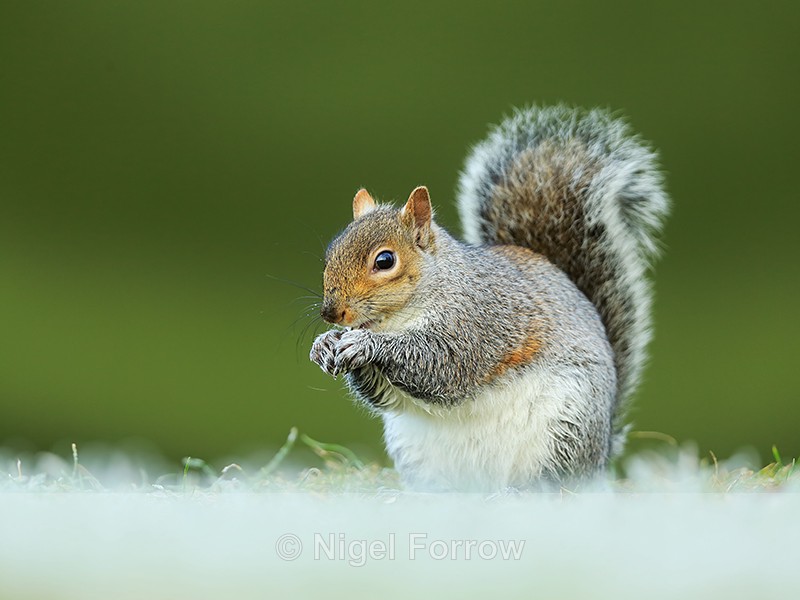 Grey Squirrel on frosty grass, Worcestershire - Squirrel
